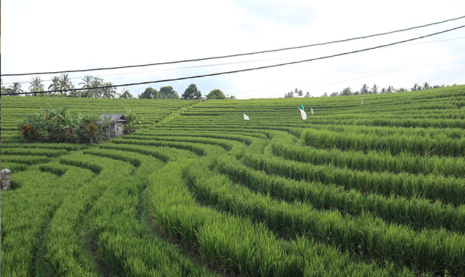 Trekking & Cycling in Terraced Rice Fields